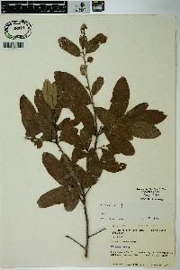 Quercus incana image