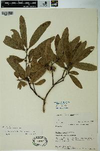 Quercus incana image