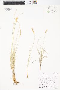 Carex praticola image