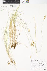 Carex praticola image