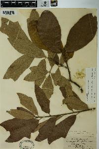 Quercus incana image