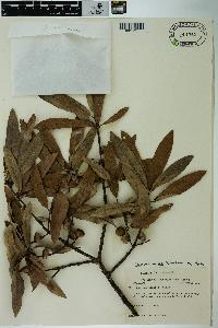 Quercus incana image