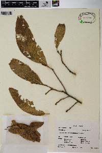 Quercus imbricaria image