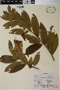 Quercus imbricaria image