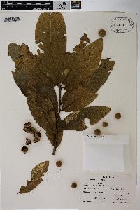 Quercus imbricaria image