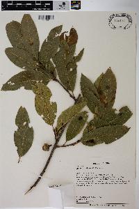 Quercus imbricaria image