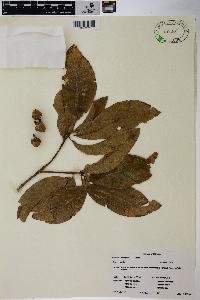 Quercus imbricaria image