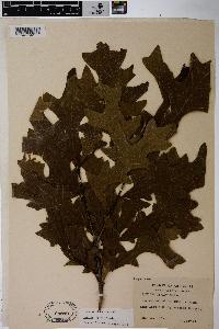 Quercus lyrata image