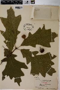 Quercus lyrata image