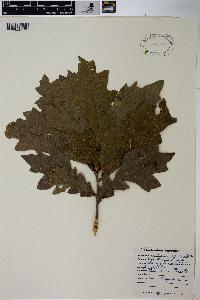 Quercus lyrata image