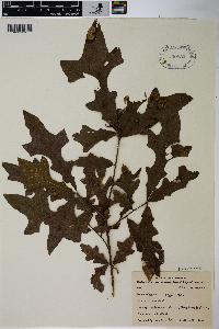 Quercus lyrata image