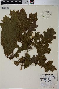 Quercus lyrata image