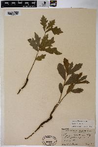 Quercus lyrata image