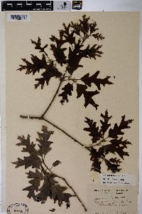 Quercus lyrata image