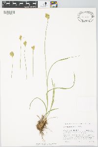 Carex straminiformis image