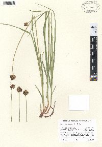 Carex straminiformis image