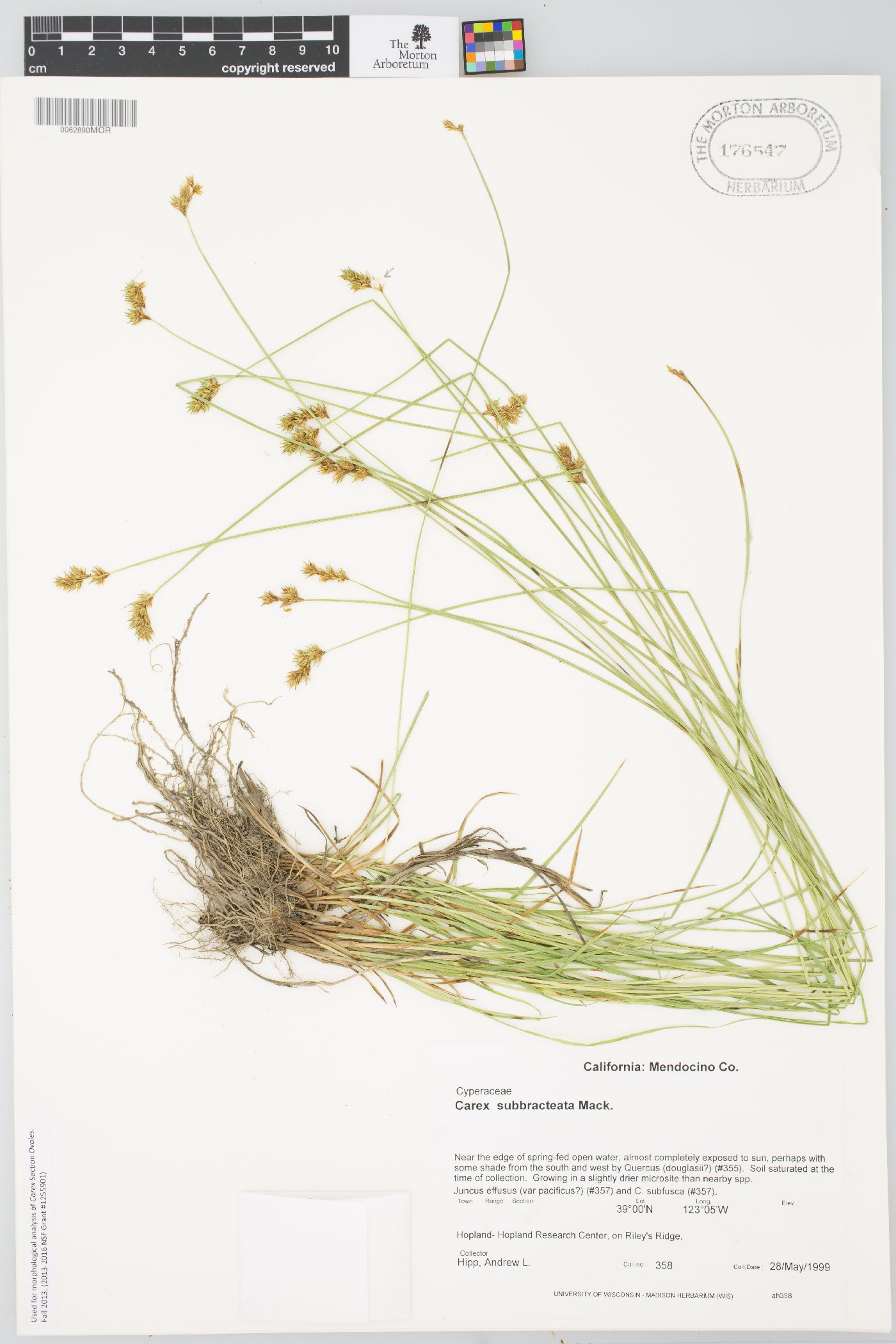 Carex subbracteata image