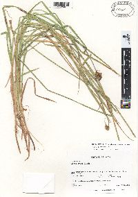 Carex subbracteata image