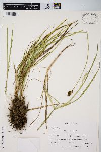 Carex harfordii image