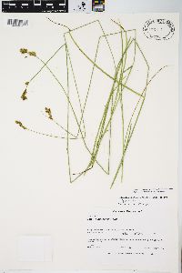 Carex leporina image