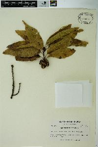 Quercus imbricaria image