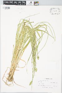 Carex cephaloidea image