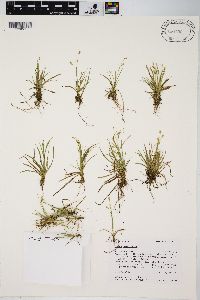 Carex capillaris image