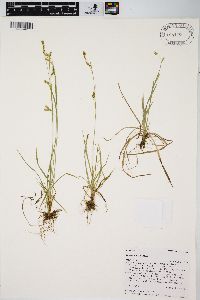 Carex capillaris image