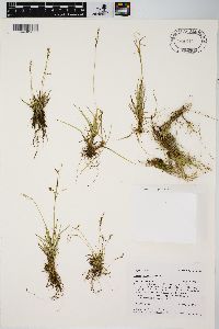 Carex capillaris image