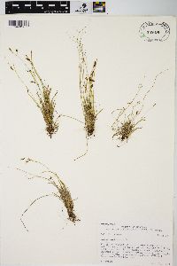 Carex capillaris image