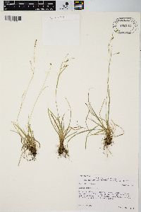 Carex capillaris image