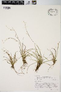 Carex capillaris image