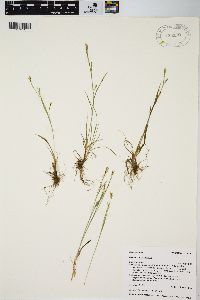 Carex capillaris image