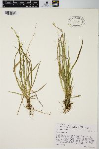 Carex capillaris image