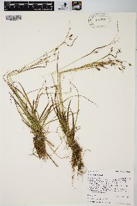 Carex capillaris image