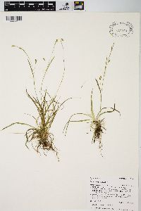 Carex capillaris image