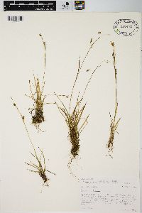 Carex capillaris image