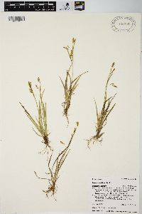 Carex capillaris image