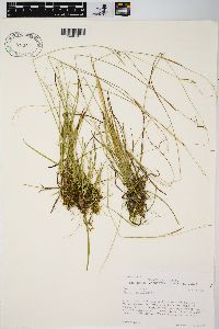 Carex capillaris image