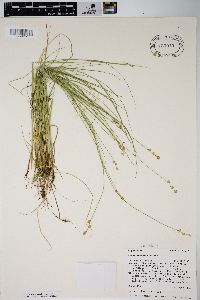 Carex interior image