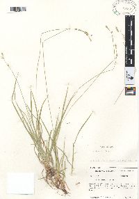 Carex bolanderi image