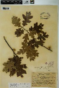 Quercus kelloggii image