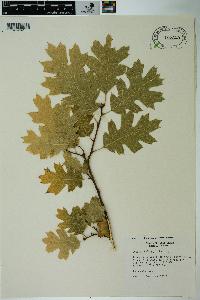 Quercus kelloggii image