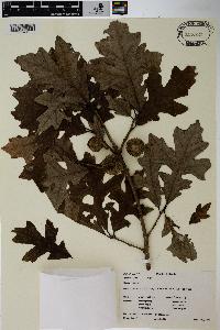 Quercus lyrata image