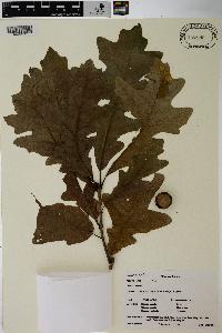 Quercus lyrata image