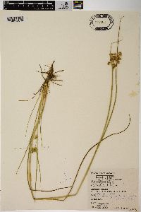 Carex viridula image