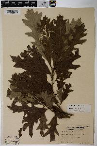 Quercus lyrata image