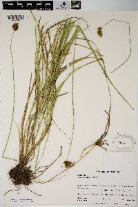 Carex harfordii image