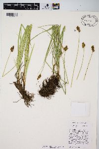 Carex harfordii image