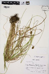 Carex harfordii image